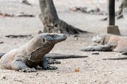 AYANA Komodo Waecicu Beach